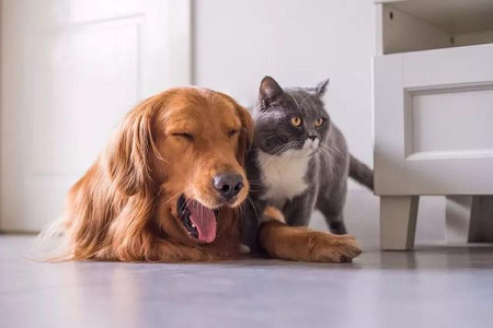 Бабио лансира ТОКСО Аб тест комплет за брзо откривање антитела на токсоплазму код кућних љубимаца