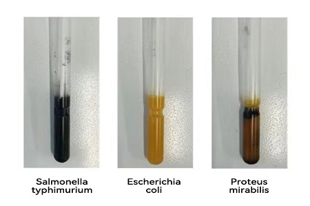 БАБИО лансира транспортни медиј високих перформанси (СС тип) за поуздан глобални пренос микробних узорака