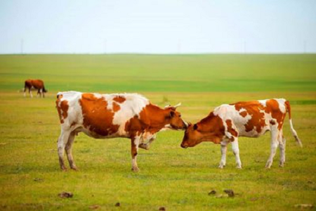 БАБИО представља комплет за брзи тест на трудноћу говеда високе осетљивости за модерну сточарску фарму