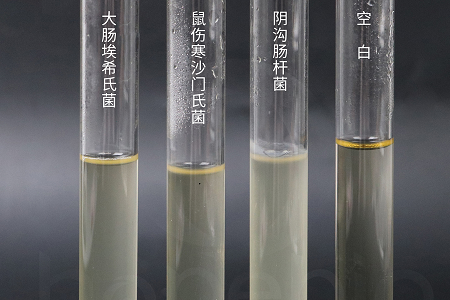 Бабио Биотецхнологи лансира јуху за инфузију мозга високих перформанси за поуздано култивисање микроба