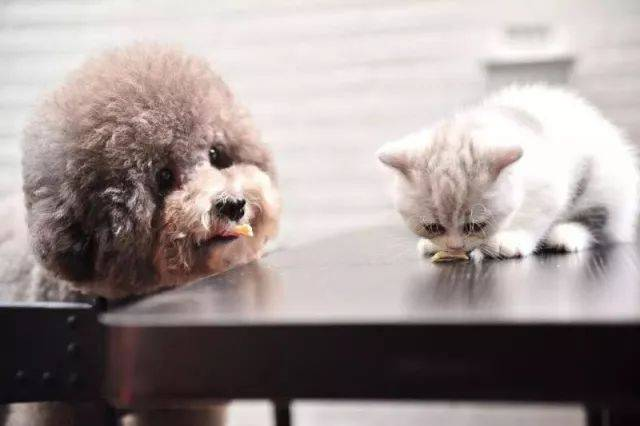 Комплет за брзи ФПВ Аг тест за откривање мачјих вируса куге